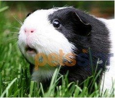 Guinea Pig Info Guinea Pig Info